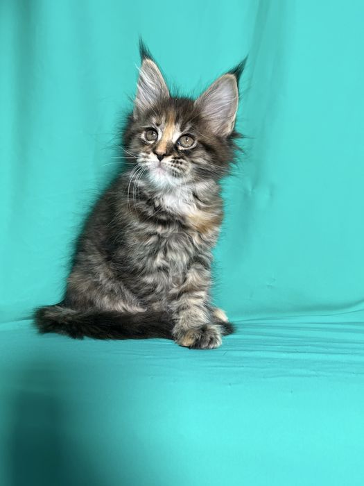 Мейн-Кун красуні дівчата