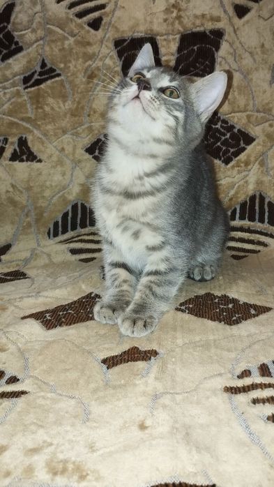 Котики і кішечка шукають нову родину. Кошенята. 2 кота і 1 кішечка.