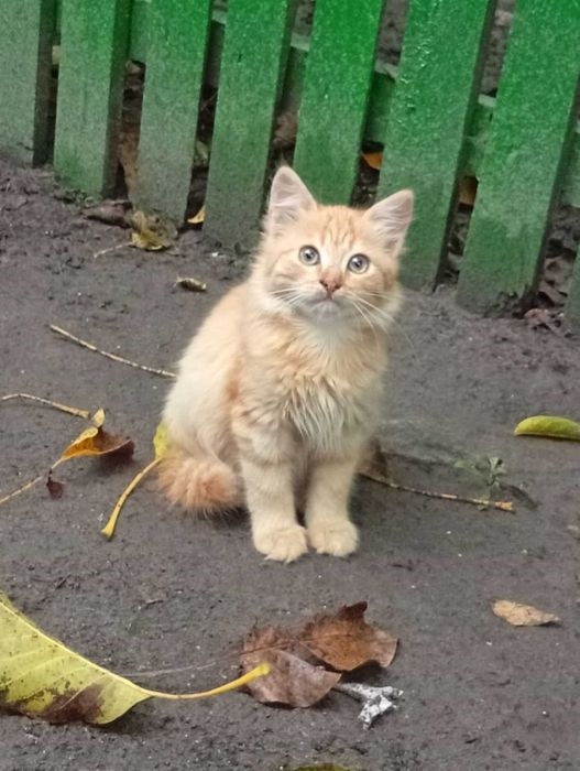 Киці - дівчатка в добрі руки