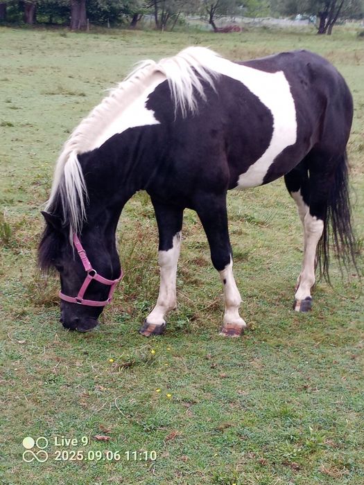 Ogier huculski Stanówka