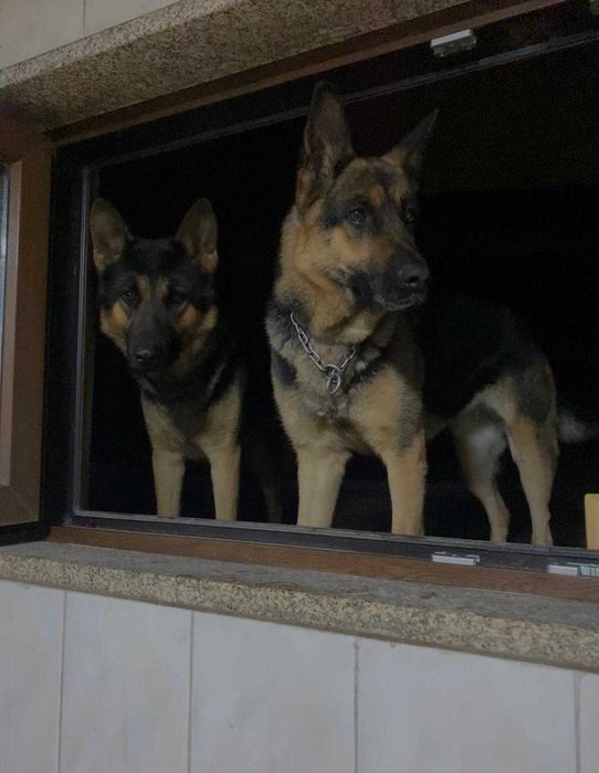 Vendo Pastora Alemã