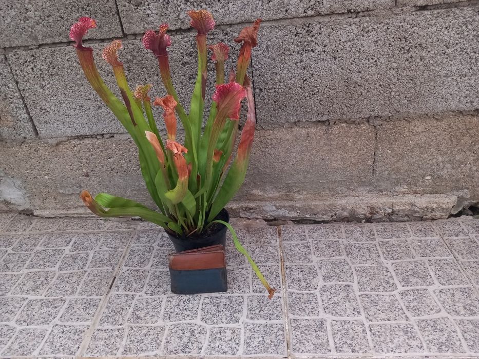 Plantas carnívoras