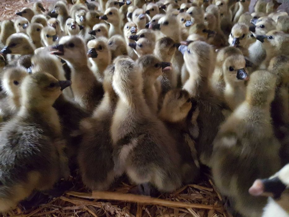 Gęs na wagę rożnego rodzaju dowóz gratis
