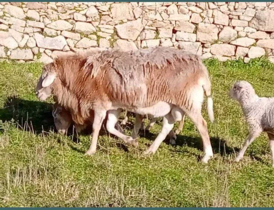 الحملان  borregas Pelibuey