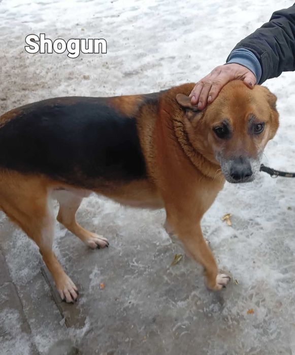 Bardzo kochający człowieka pies szuka domu