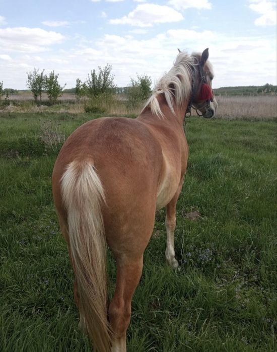 Продам 2 коня срочно!!!