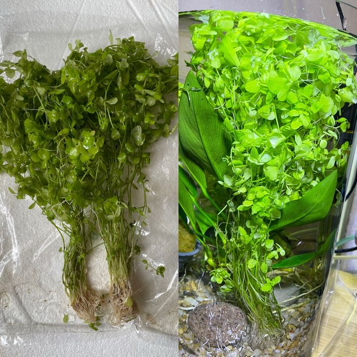 Troco plantas dos meus aquários