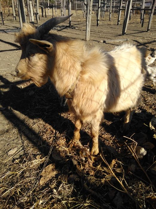 Услуги козлика..Маяки,Беляевка и рядом...