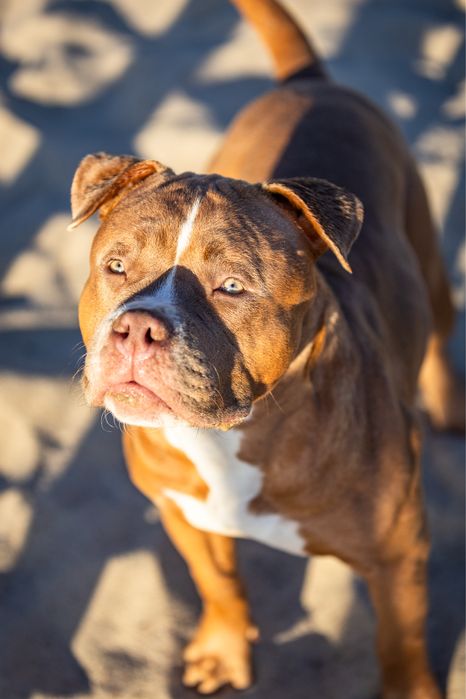 Suczka american bully szczeniak abkc classic