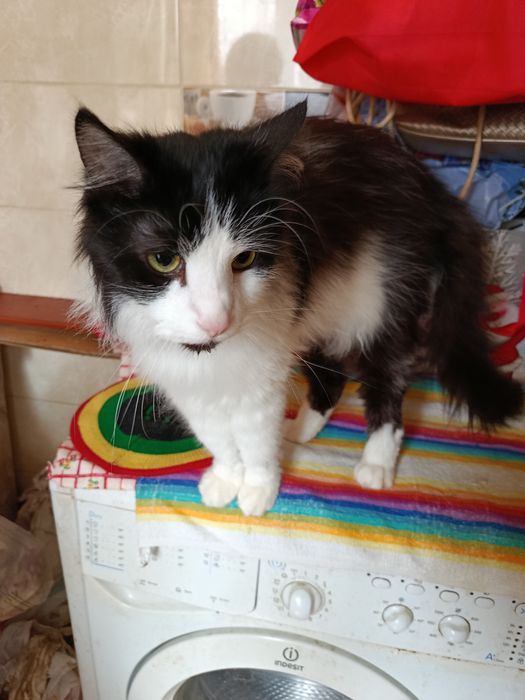 Котик в туалет ходит в ванную. Кот даром. Котенок бесплатно. Котята.