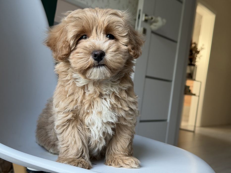Maltipoo - piesek ;)