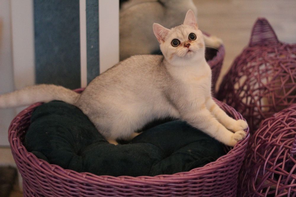 Супер-няшка симпатяшка