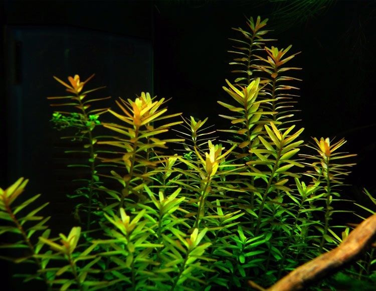 GB Rośliny rotala rotundifolia red/green wiązka lub doniczka kilka sztuk