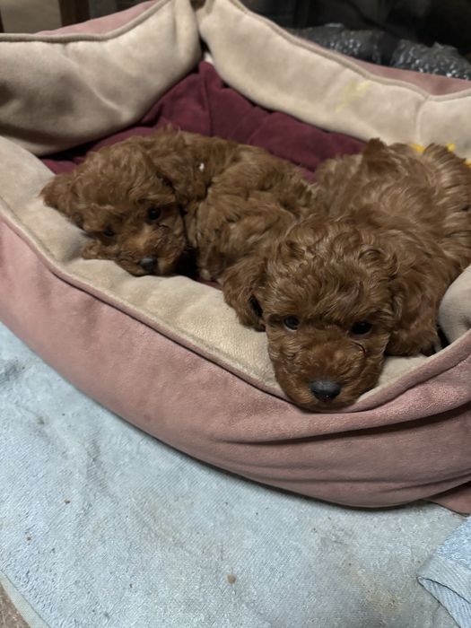 Щенки мениатюрного пуделя