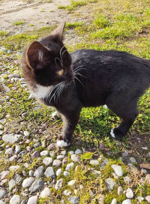 3 miesięczna kotka szuka domu