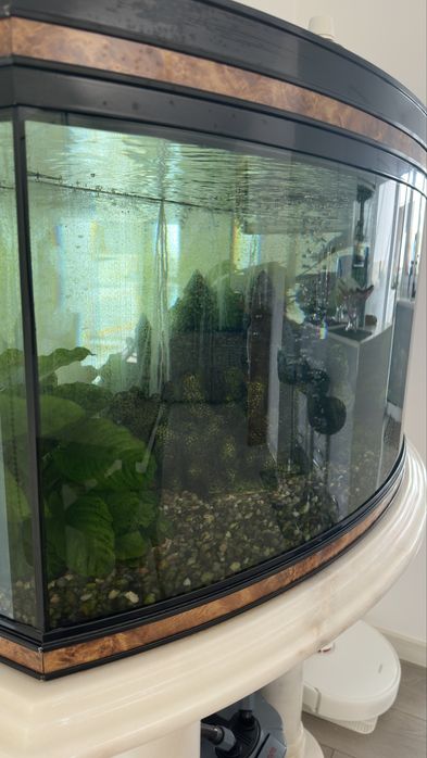 Aquário completo