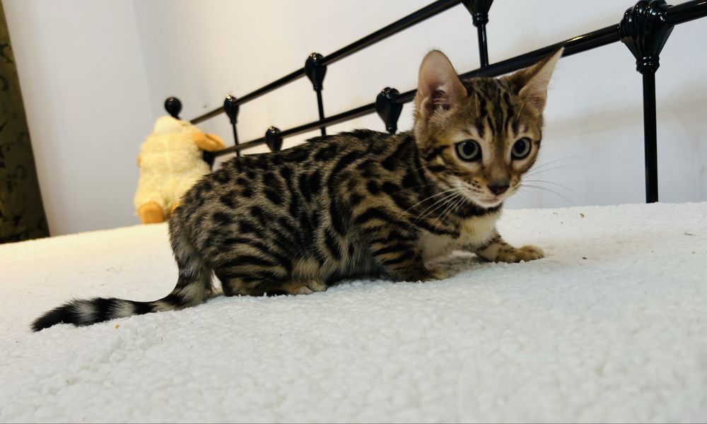Słodki kocurek bengalski. Legalna hodowla