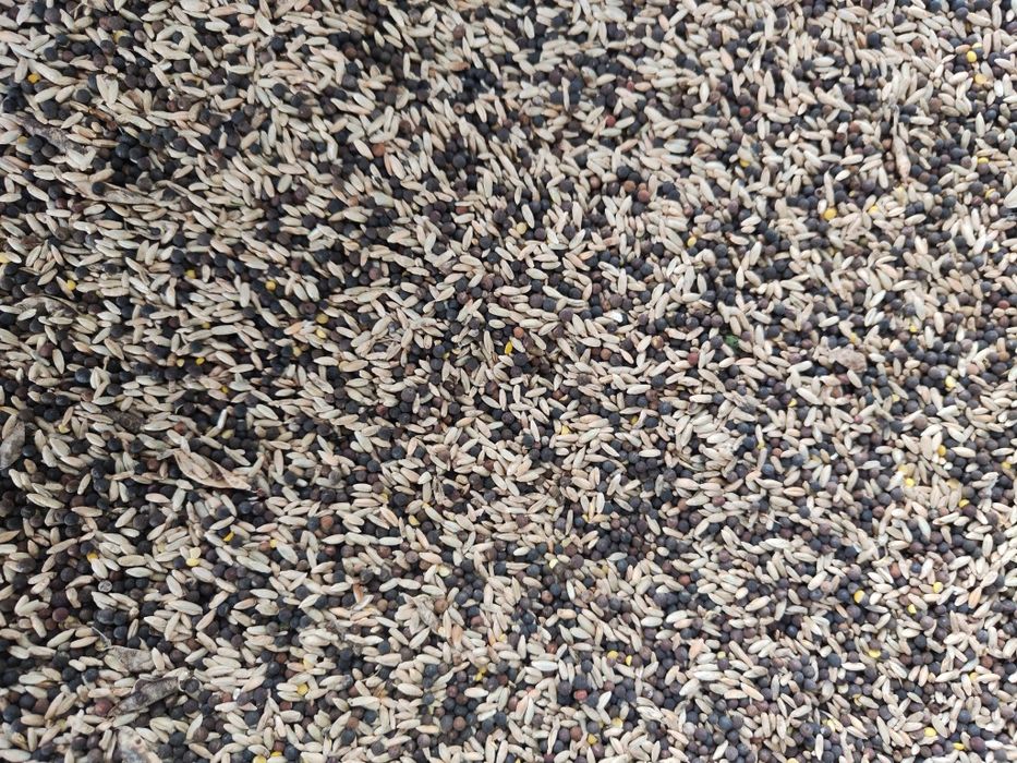 Sprzedam żyto z wyką.