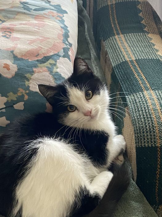 Шукаю родину для кошеняти чорно-біла 4-5 місяців чернівці сторожинець