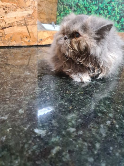 Linda gatinha Persa