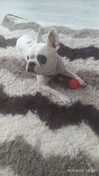Французкий бульдог для вязки