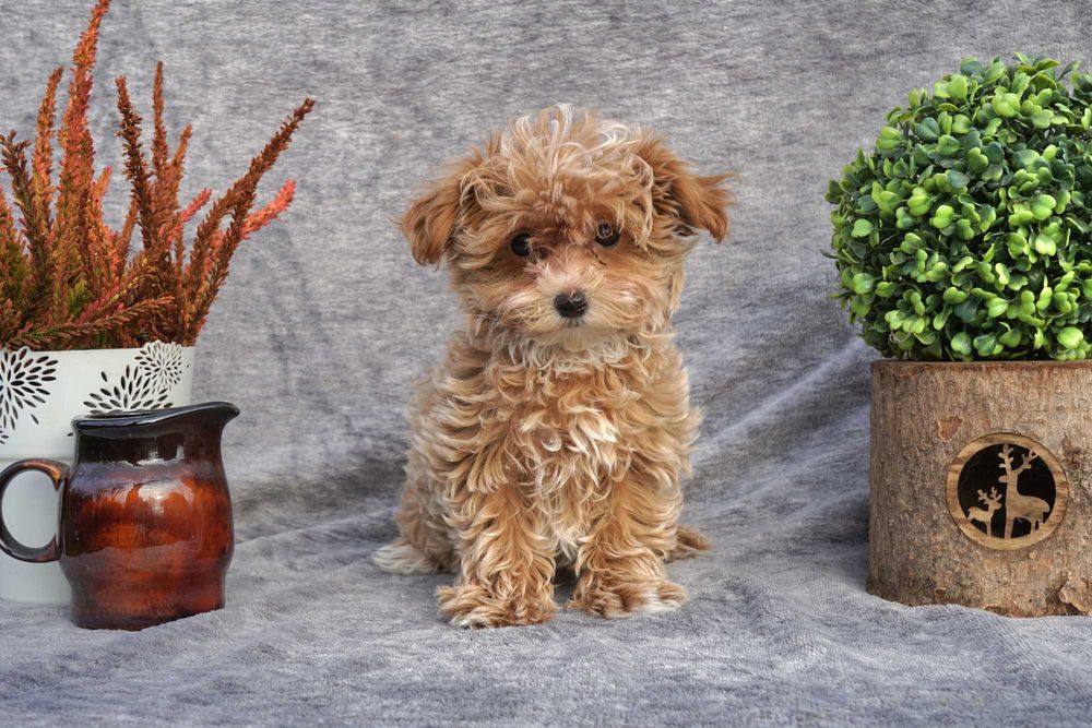 Szczeniak MALTIPOO F1 miniaturka