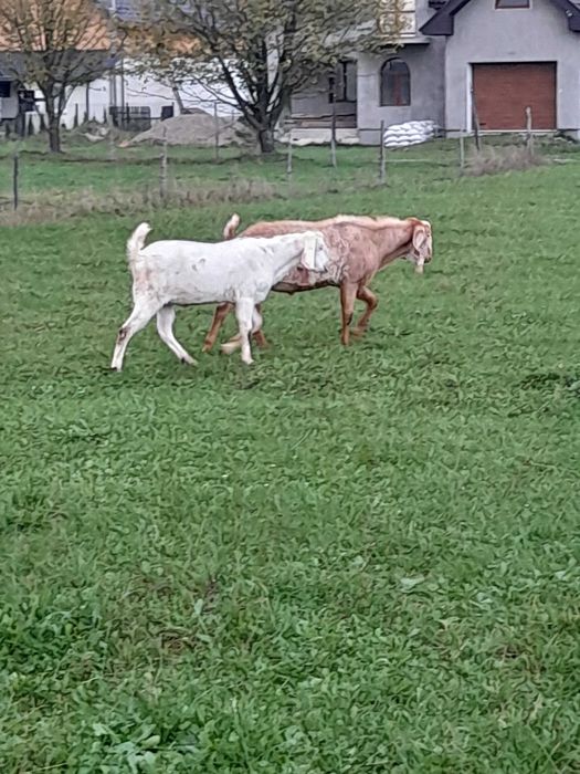 Англо Нубієць 100%