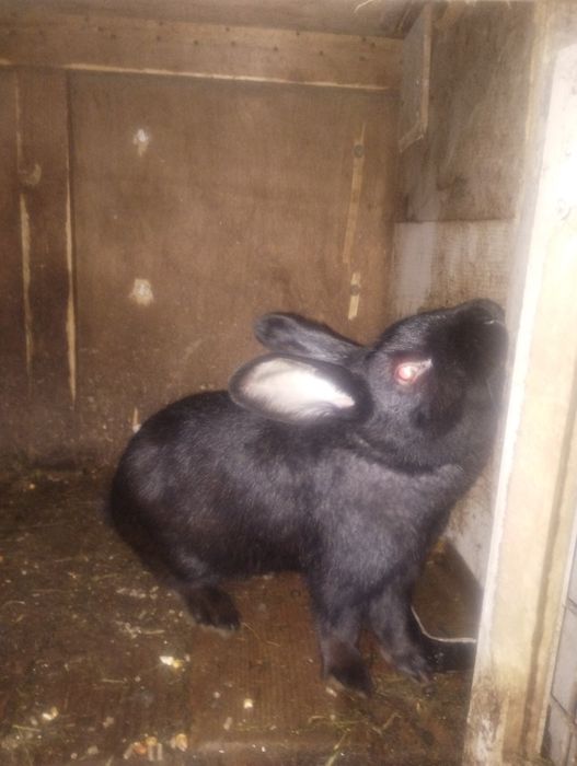 Продам або обміняю кроля