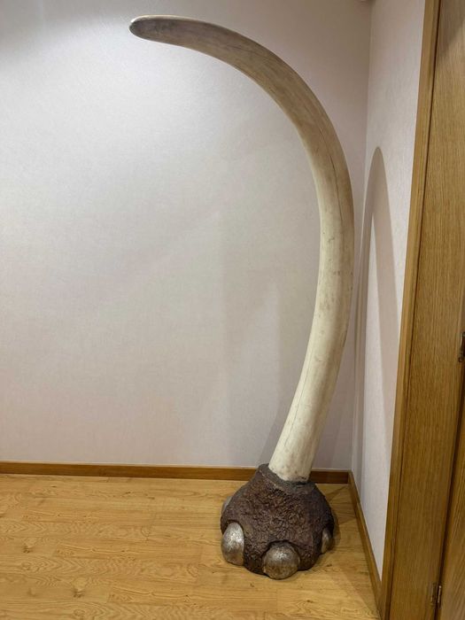 Escultura Decorativa Gigante Presa / Tusk 2 Metros (Réplica Sintética)