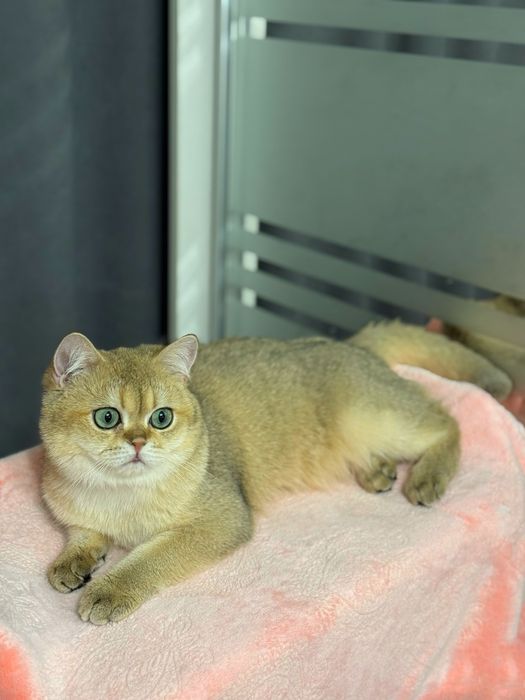 Плюшевый британский мальчик