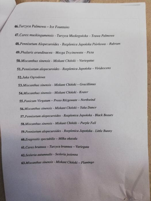 Trawa Miskant chiński Ghana