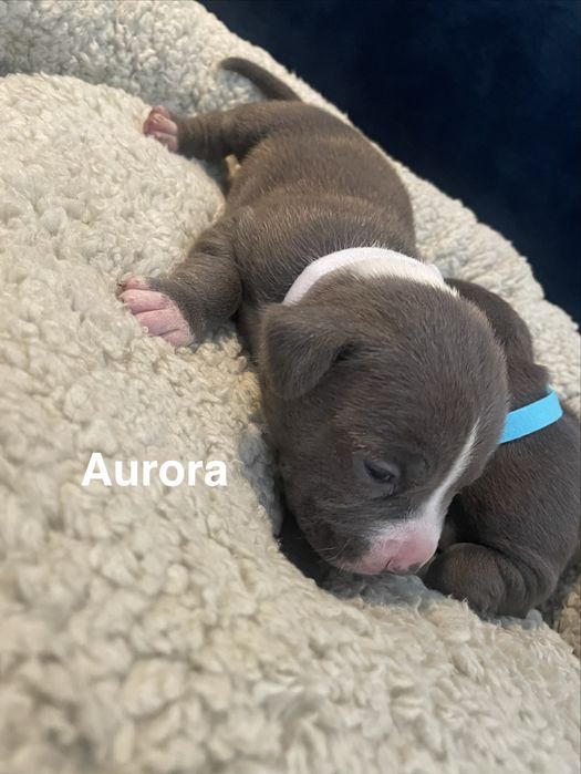 Szczenięta American Staffordshire Terrier blue