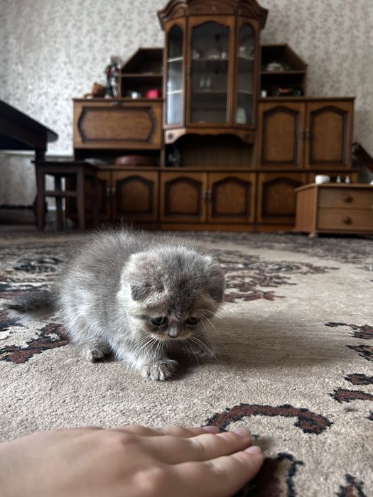 продаются шотландські кошенята