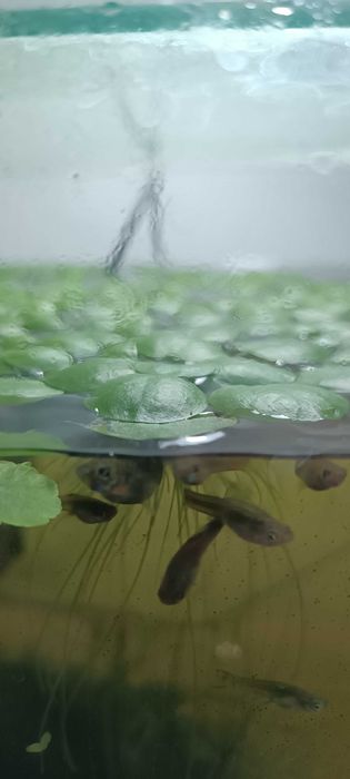 Limnobium rozłogowe Limnobium  laevigatum