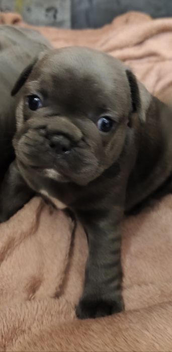 Chłopczyk  buldog francuski blue