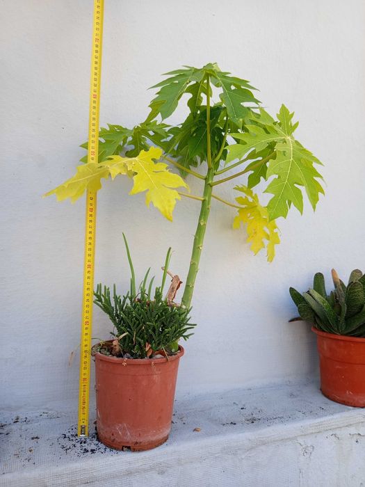 Plantas variadas