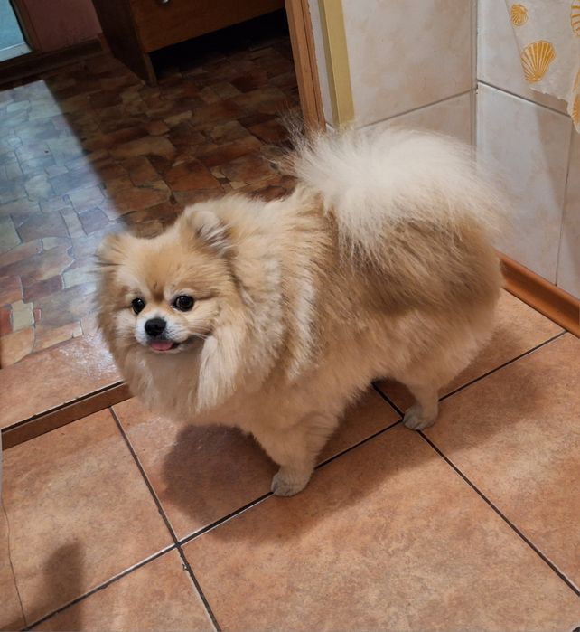 Шпиц, кобель, вязка