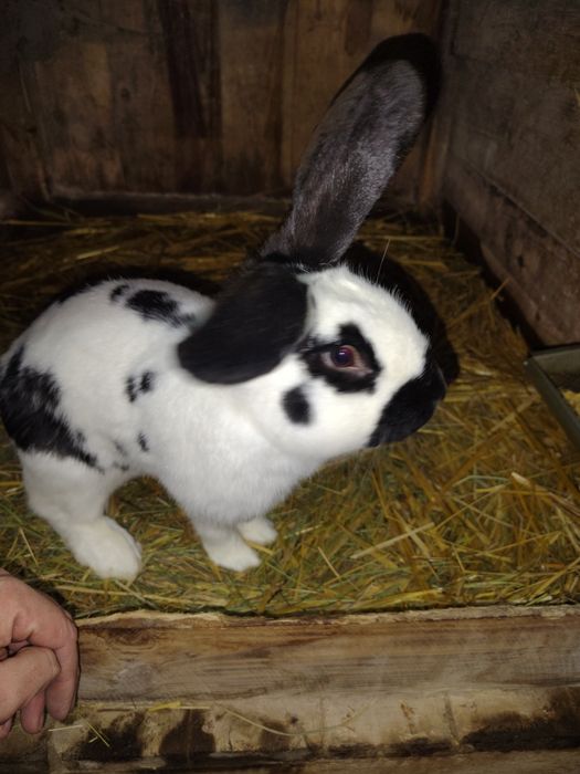 Króliki dużych ras