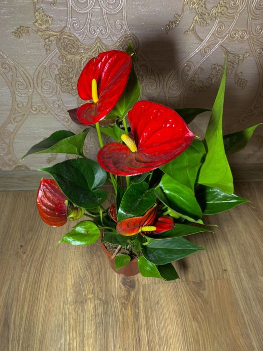 Антуріум червоний h 50 см