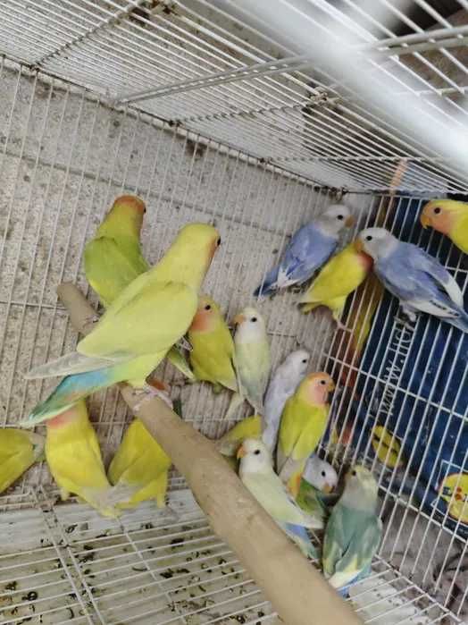 Roseicollis muito bonitos