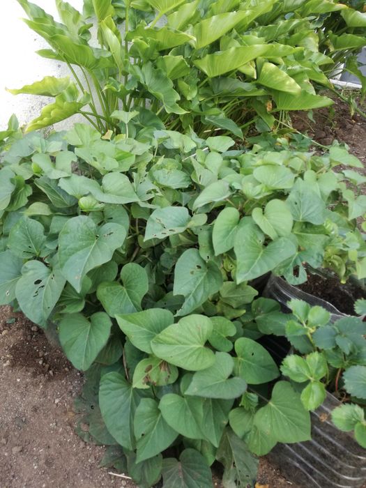 Batata doce - plantada