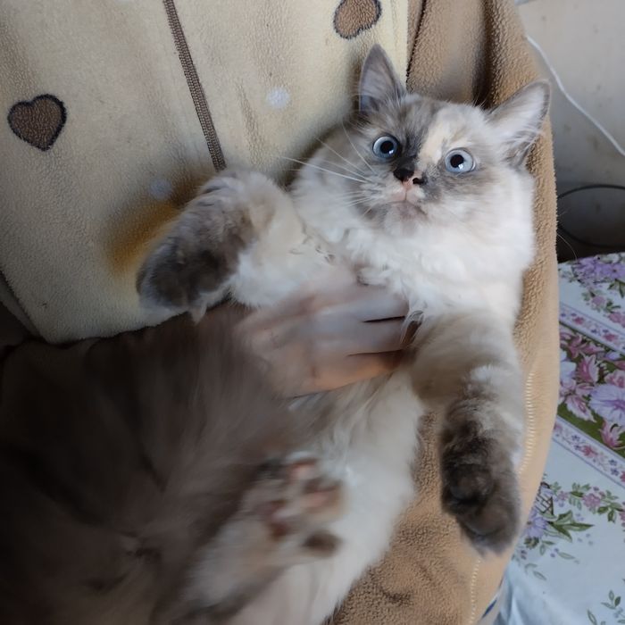 Кошеня невська маскарадна