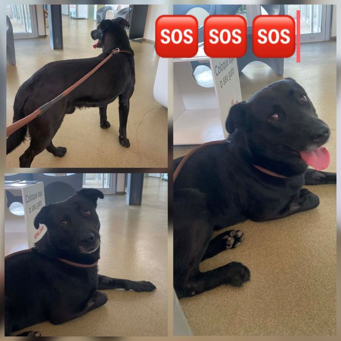 Cão X Labrador preto muito meigo para adoção