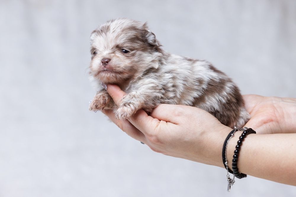 Szpic miniaturowy*Pomeranian* Chłopczyk CHOCO MERLE