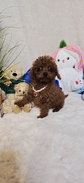 Pudel Toy xxs  samczyk 4 miesięczny po przebadanym Ojcu