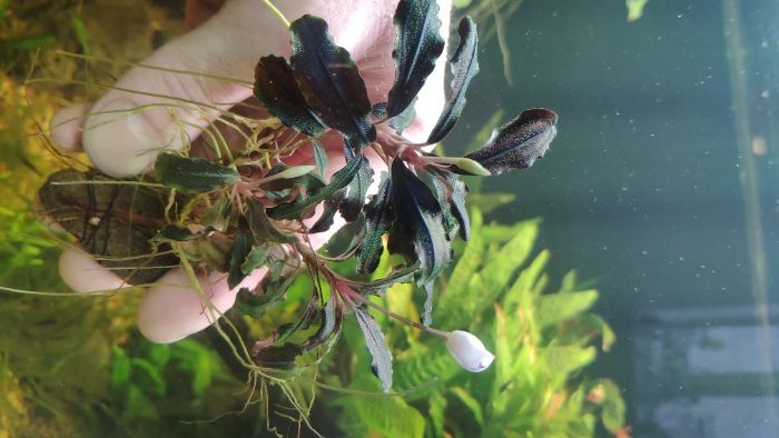 Буцефарандри неймовірно яскраві эхBucephalandra cf. motleyana Black Pu