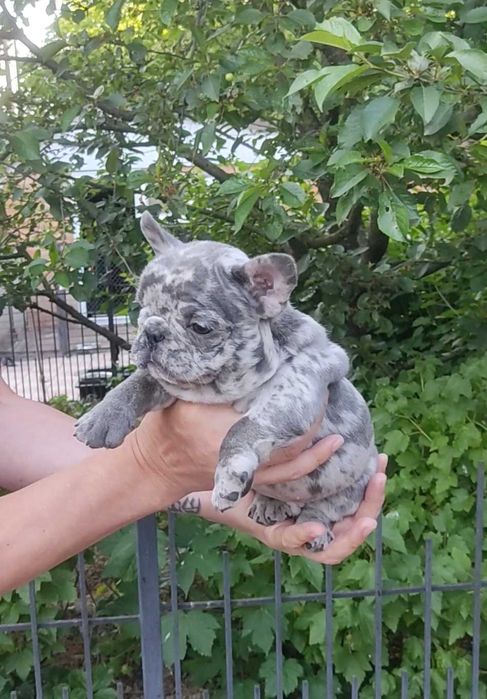 Віп качество, блакитний мерле.