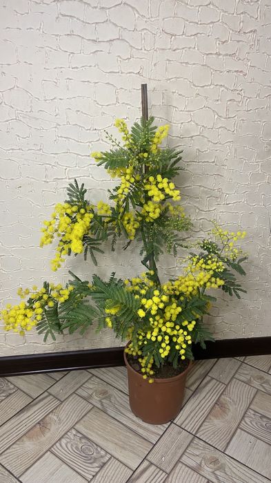 Мімоза дерево-20 горщик- висота-70-75 см-2000 грн