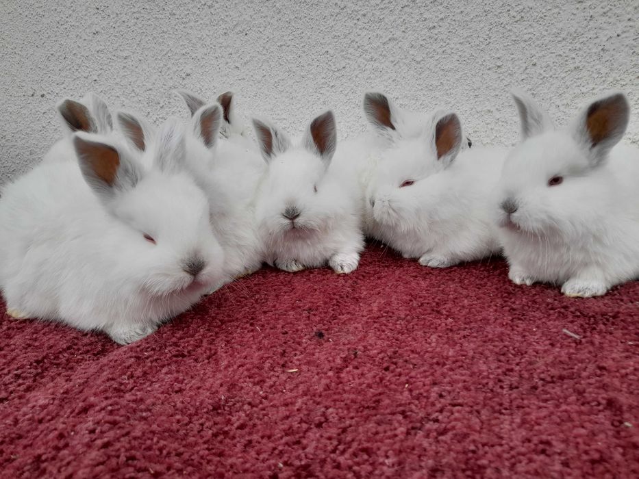 Кролики Каліфорнійці