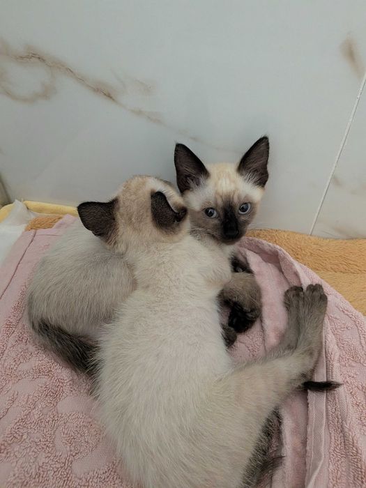 Gatinhos bebés fêmeas